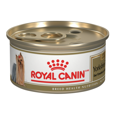 2019-d-yorkshireterrier-adult-spt-bhn-lis-b2.png