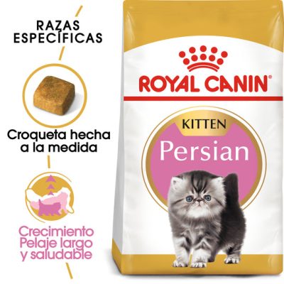 Persian_Kitten_Hero_NEW.jpg