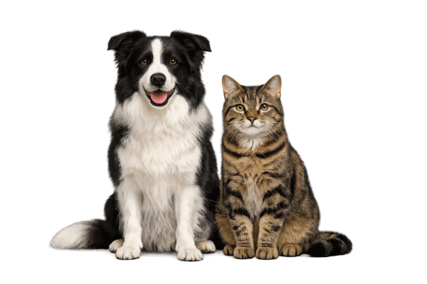 petngo-v3-hero-pets-4.png